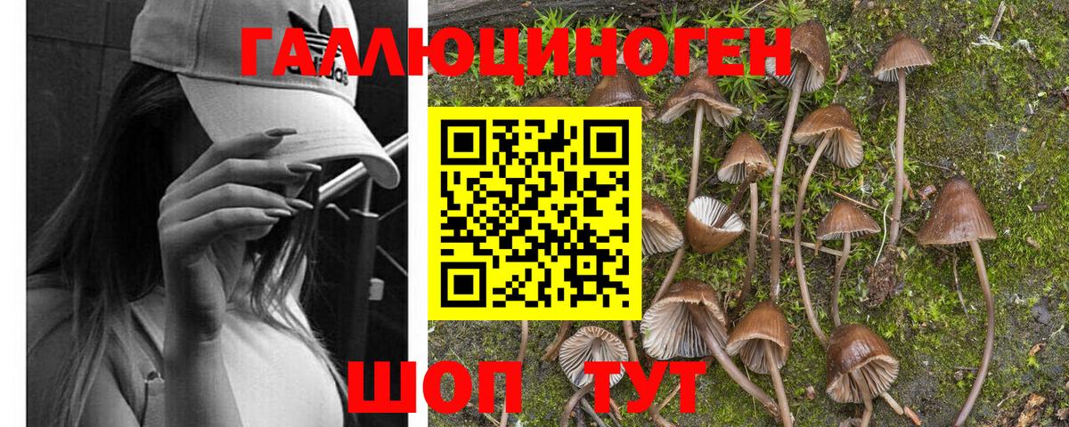 Псилоцибиновые грибы GOLDEN TEACHER  Галлюциногенные грибы мухоморы  купить   Грозный  Вход с VPN 